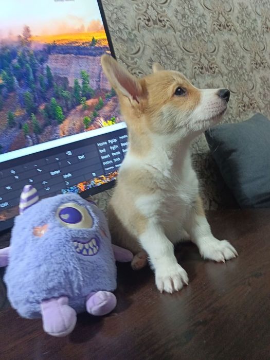 Щенки КОРГИ пемброг