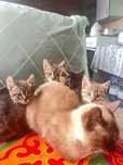 Отдам даром котят в хорошие руки