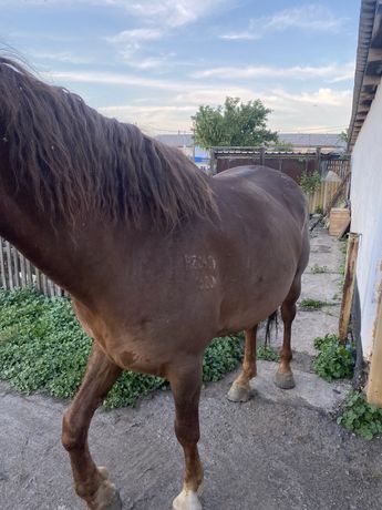 Продам жирных лошадей в городе Атбасаре