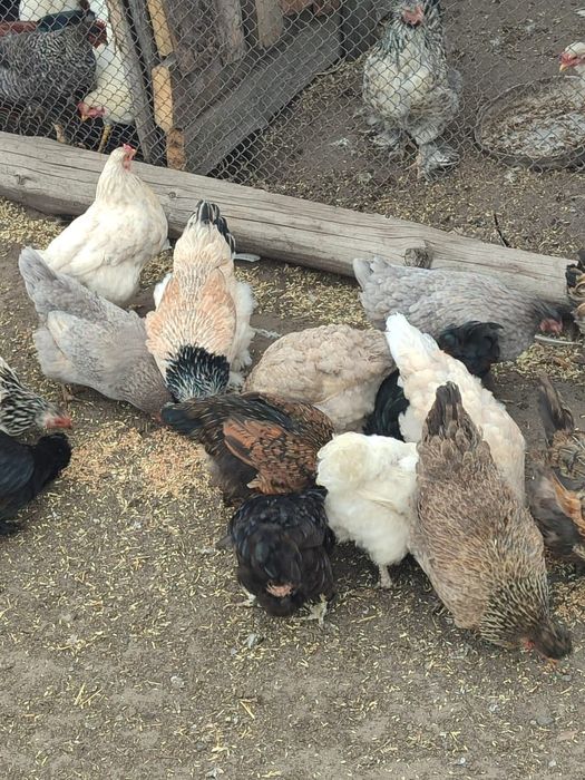 Продам курей 3500тг за 1 курицу