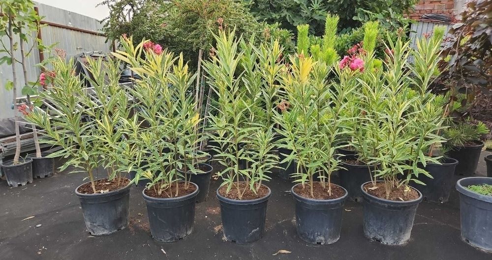 Plante de gradina - leandru – 80-150 cm