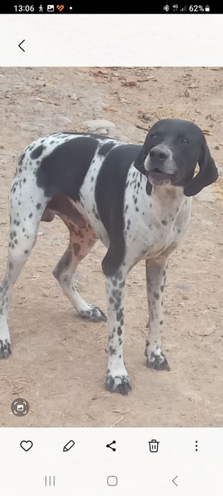 Продаются щенки поинтер кобели