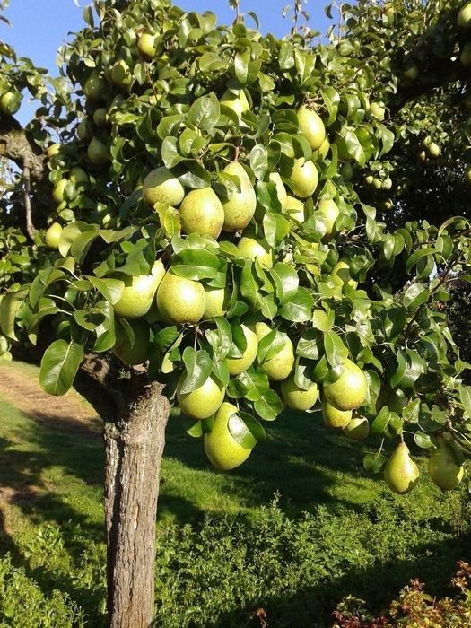 Pomi stravechi glia Stramoseasca