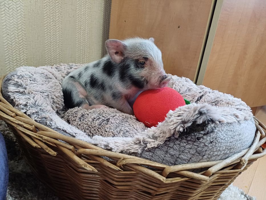 Мини прасенца / Декоративни прасета