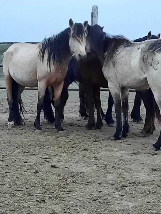 Күрен 5 жасар бір құлындаған