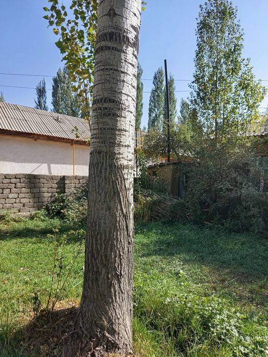 Тераклар сотилади