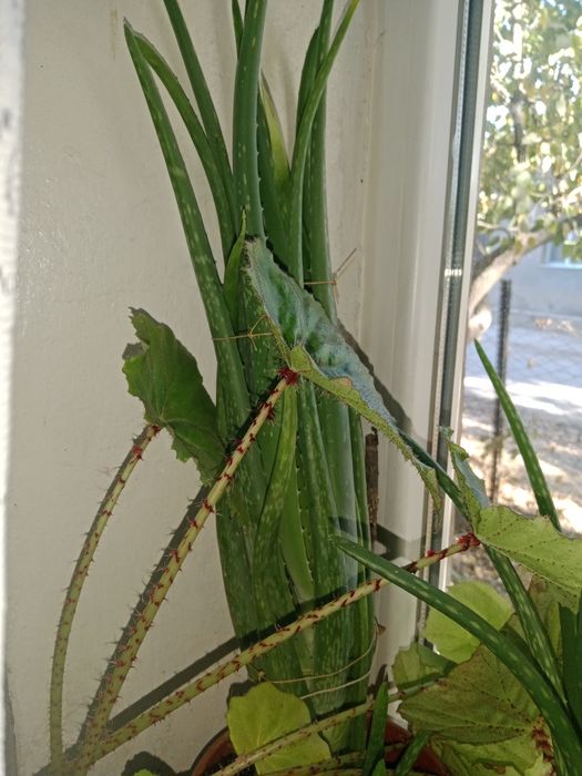 Цветы домашние ок