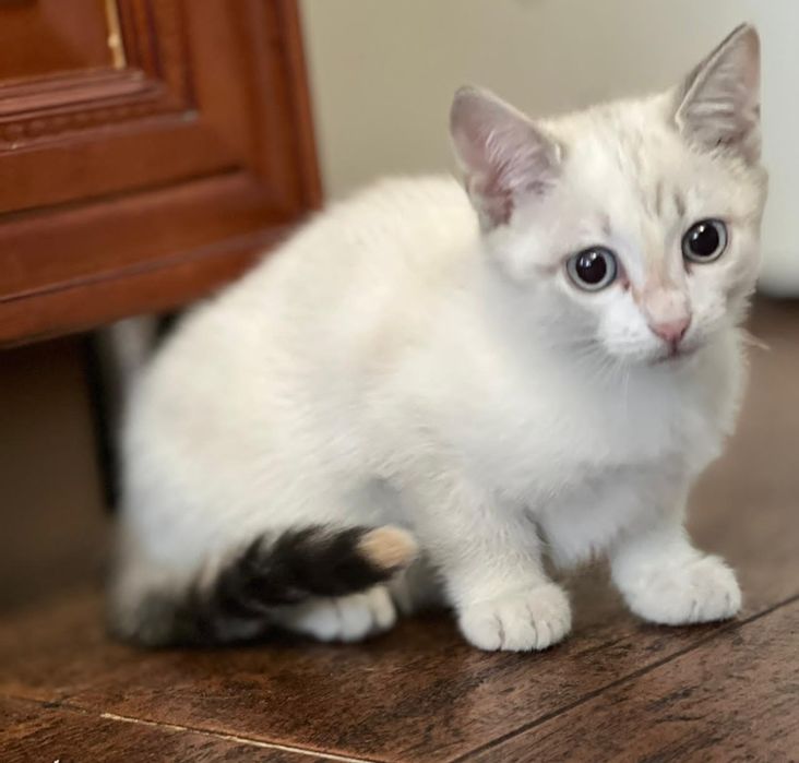 Отдам бесплатно котёнка