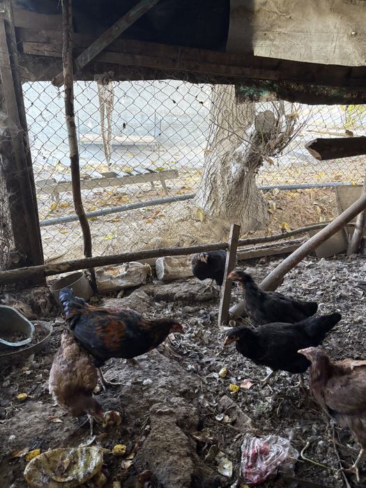 Продается курица 11 штук