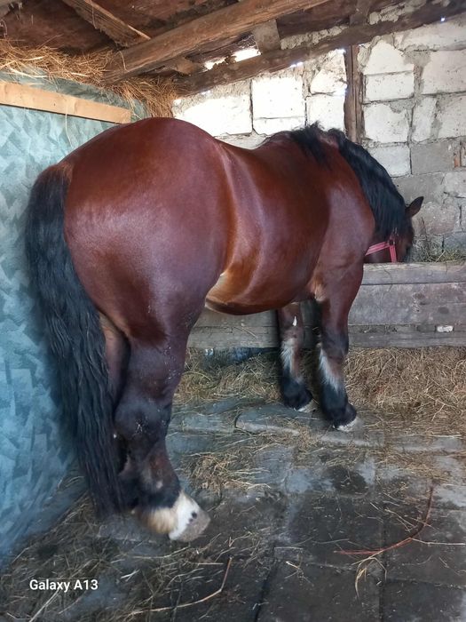 Vand armasar de 4ani