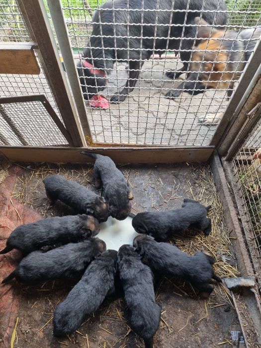 Щенки немецкой овчарки.