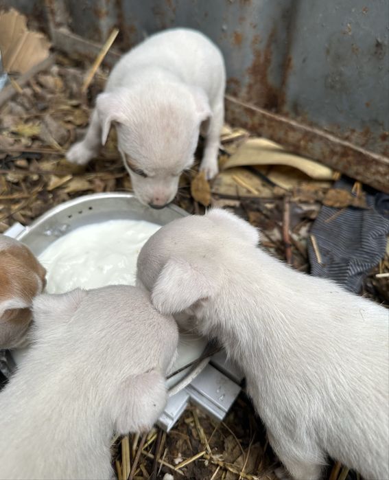 Джак ръсел 4 броя