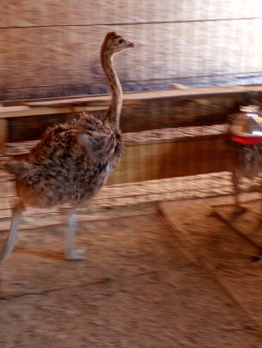 Struți și pui de vânzare