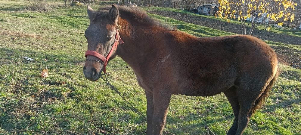 Vand manz din  cai buni 7 luni