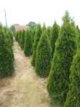 Tuia de mai multe dimensiuni Putem să vă oferim transport și plantat