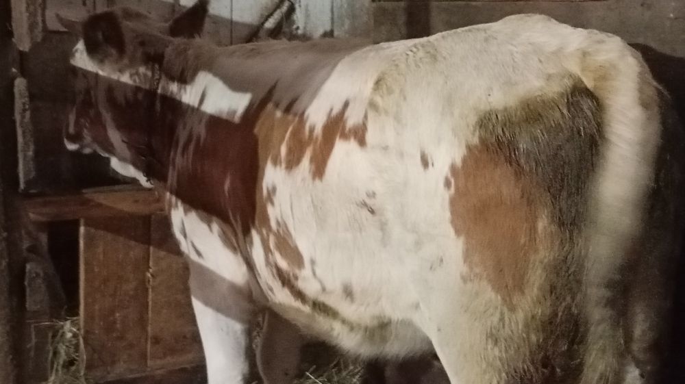 Vând juncă grasă de 1 an jumătate