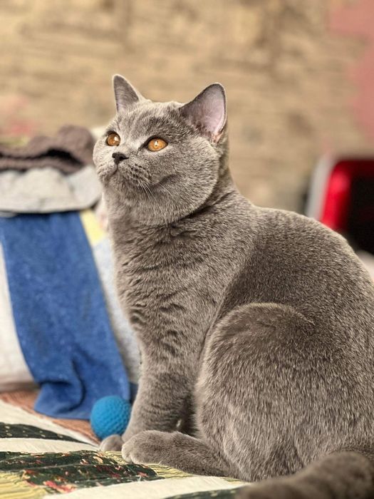 Британски късокосмести котета