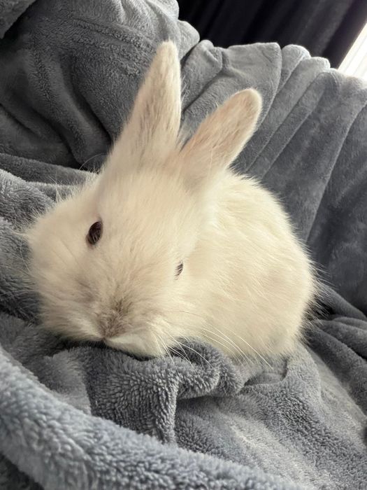 Iepure Angora pitic