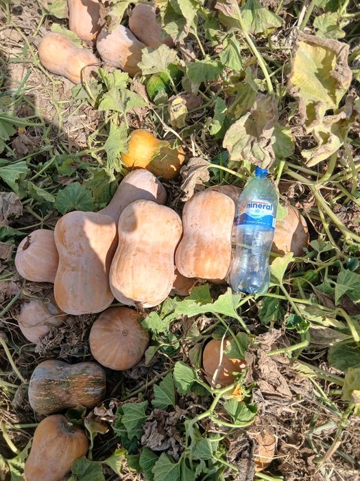 Gantel  qovoq aniq ma'lumot tel orqali molga ham lashak bor