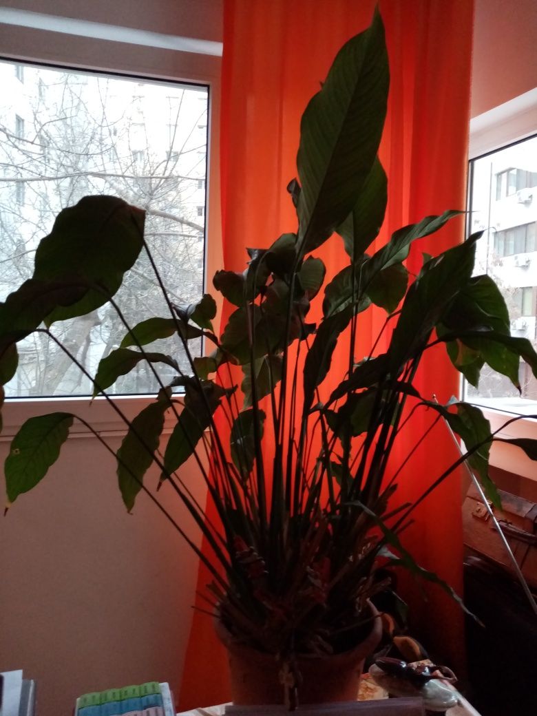 Plante ornamentale de apartament