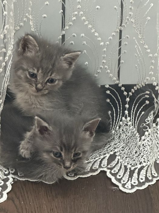 Отдам в добрые руки котят