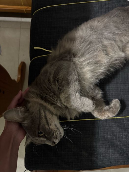 Пристраивается милый кот в надежные руки