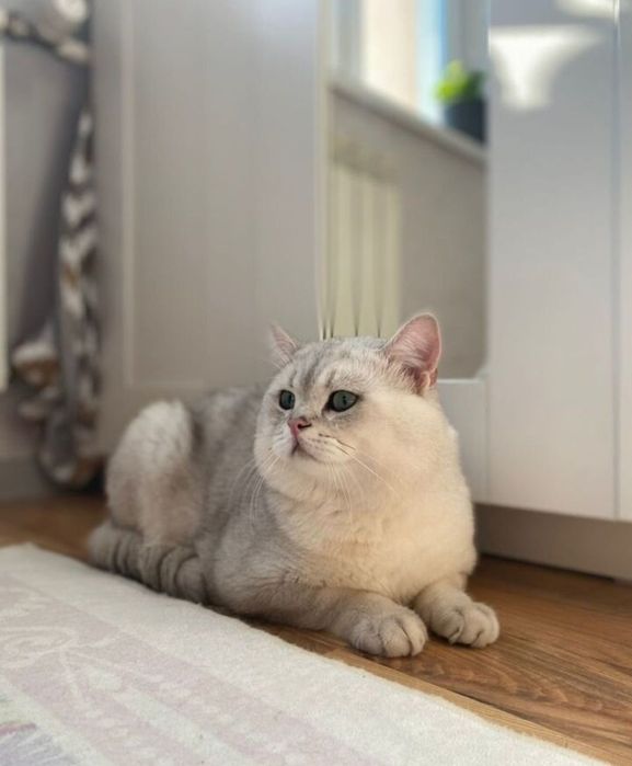 Вяза случка шикарного британского  жениха шиншила серебро, опытный!