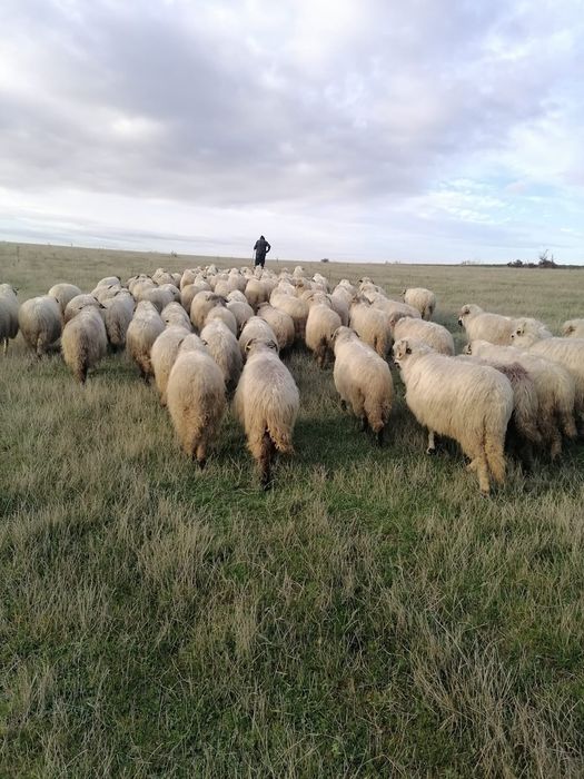 Oi de vânzare/schimb