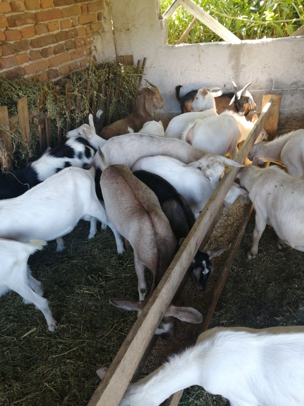 Продавам ярета и кози