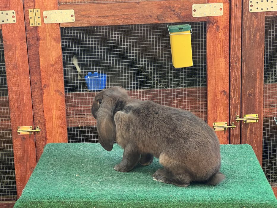 Iepuri Berbec German Havana