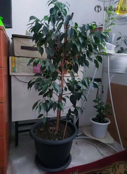 Продам Фикус Бенжамина