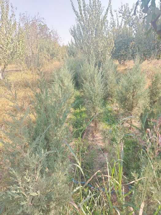 Archa majvelnik sotiladi