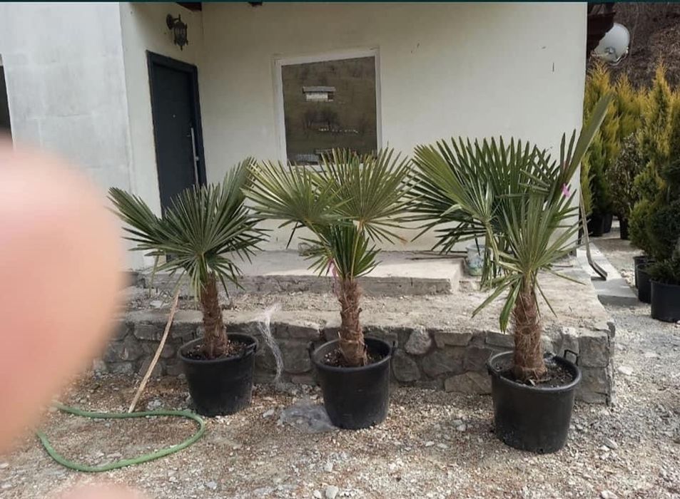Tuia smaralad leylandii palmieri mesteacan orice planta ornamentala