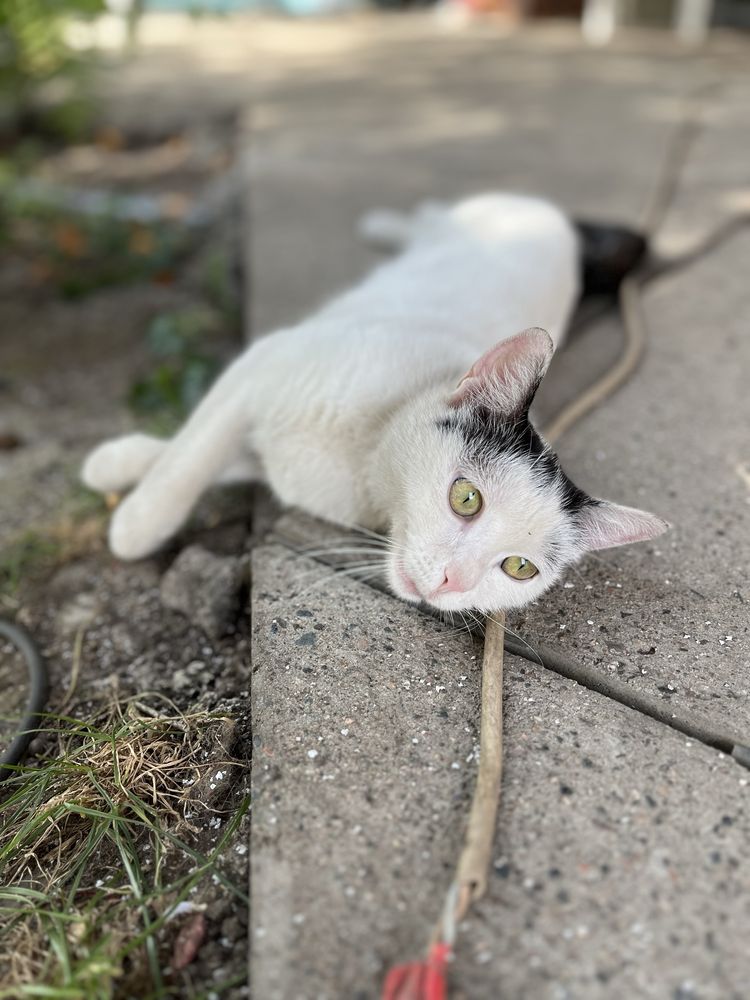 Отдам кошечку, девочка!