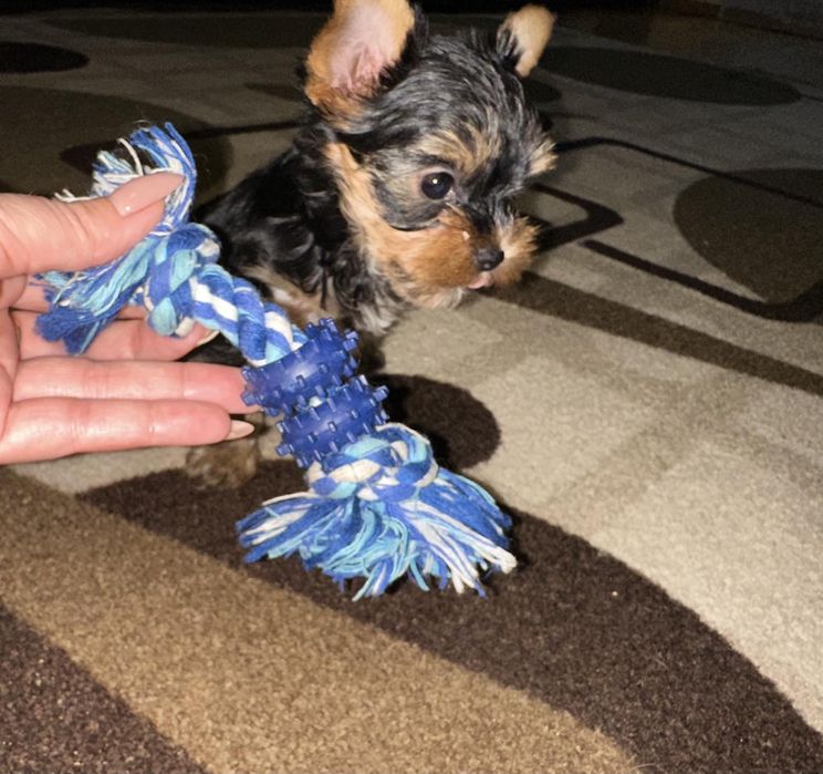 Йоркшерски териер Мини момиченца