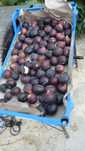 Smochine negre din gradina mea