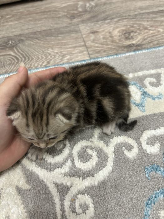 Продаются чистокровные шотландские вислоухие котята.