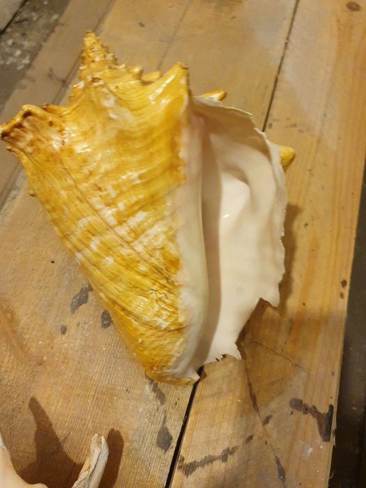 Морские раковины в хорошем состоянии