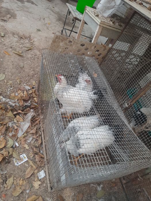 Srochna sotiladi Brama xõrozlar