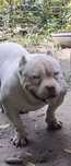 Vând Mascul American Bully  Poket de 4 Ani  cu pedigree!!