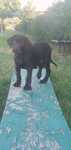 Labrador ciocolatiu