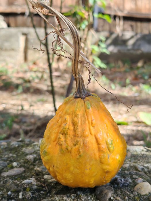 Tărtăcuțe de vanzare