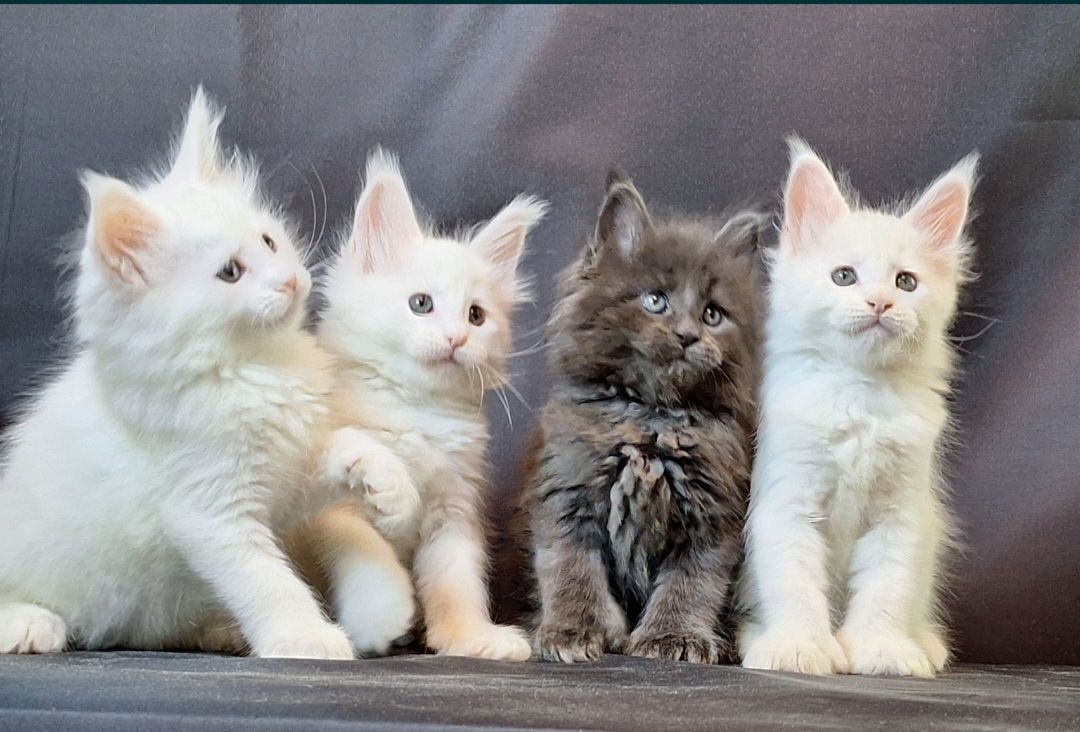 Бронь котят мейн-кун