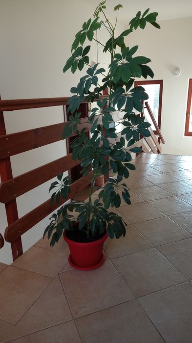 Палма Шефлера 2 бр.