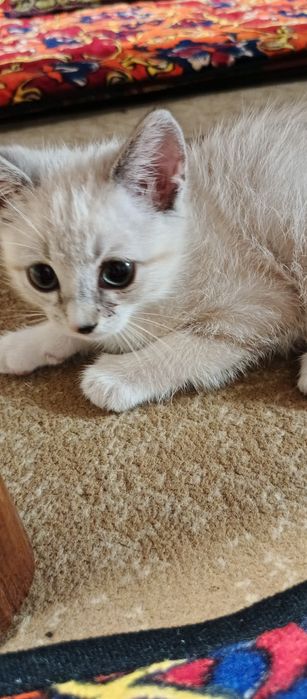 Продается котик, смешанный чистый,весёлый,аккуратный