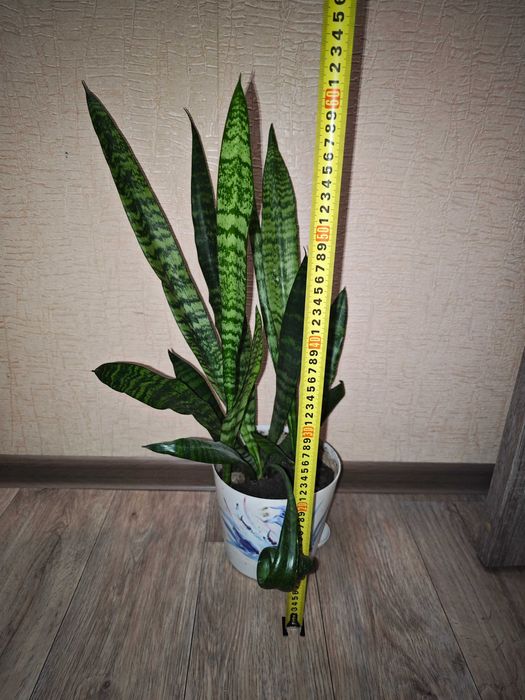 Сансевиерия трёхполосная комнатные цветы, станция метро Москва