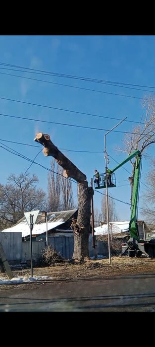 Пилим аварийные деревья!