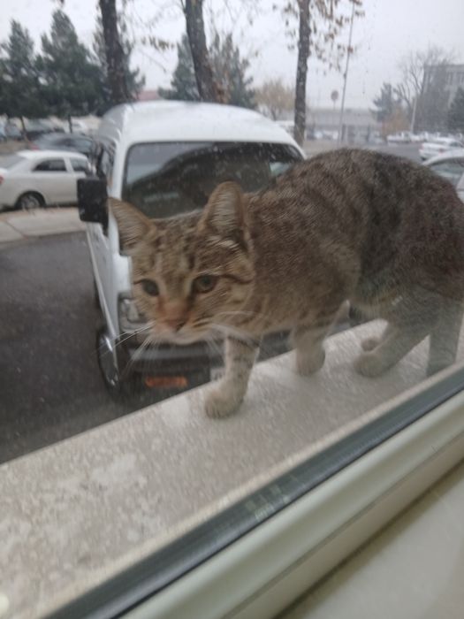 Кимга керак буса тел килила фака бита кузида нухсони бор