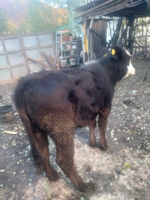 De vanzare vitiea 8 luni