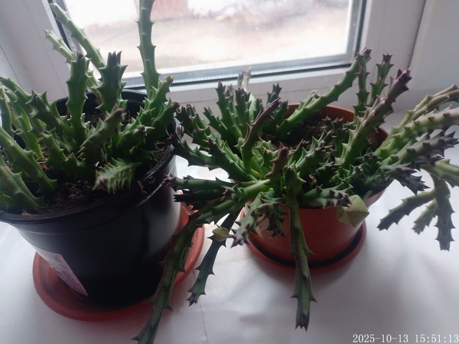 Стапелия пёстрая